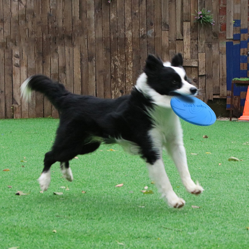 Juguetes para Perros, Disco Vo - Frisbee Freestyle Disc reseña y precio